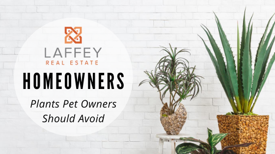 Houseplants - Homeowners - Laffey Real Estate